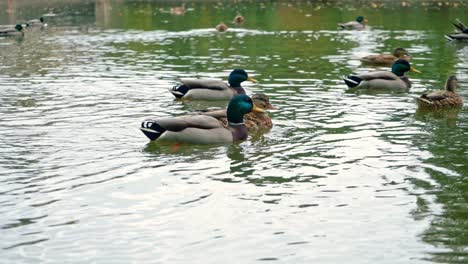 Patos-Nadando-En-El-Estanque-Del-Jardín