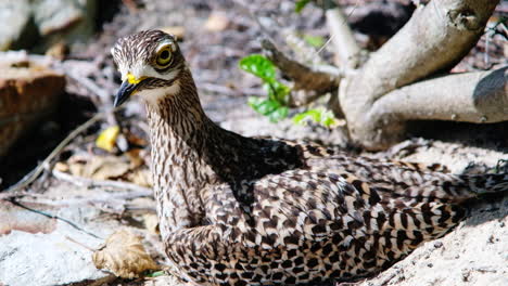 Threatening-calls-and-death-stares-from-Spotted-thick-knee-protecting-sandy-nest