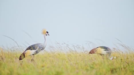 Two-Grey-Crowned-Cranes-grazing-in-tall-grasslands-close,-feeding-on-the-grasses-in-bright-sunlight,-windy-conditions-in-the-Masai-Mara-North-Conservancy