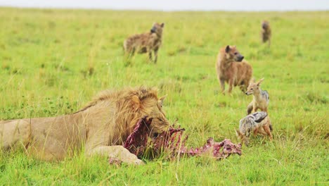 Toma-En-Cámara-Lenta-De-León-Macho-Alimentándose-De-Matar-Acostado-Mientras-Hienas-Y-Chacales-Esperan-Pacientemente-En-El-Exuberante-Paisaje-De-Masai-Mara,-Vida-Silvestre-Africana-En-Kenia,-Animales-De-Safari-De-áfrica-En-Masai-Mara