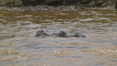 Slow-Motion-Shot-of-Hippo-Hippopotamus-swimming-in-the-Mara-river-water-waves-emerging-with-head-above-the-surface,-African-Wildlife-in-Maasai-Mara-National-Reserve,-Kenya,-North-Conservancy