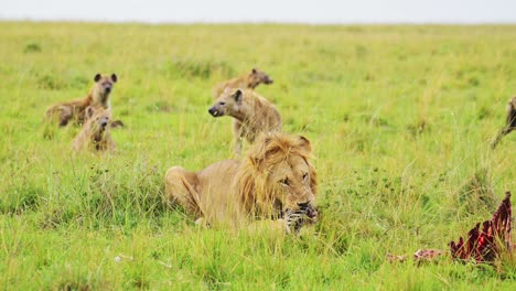 Toma-En-Cámara-Lenta-De-León-Macho-Alimentándose-De-Matar-Acostado-Mientras-Hienas-Y-Chacales-Esperan-Pacientemente-En-El-Exuberante-Paisaje-De-Masai-Mara,-Vida-Silvestre-Africana-En-Kenia,-Animales-De-Safari-De-áfrica-En-Masai-Mara