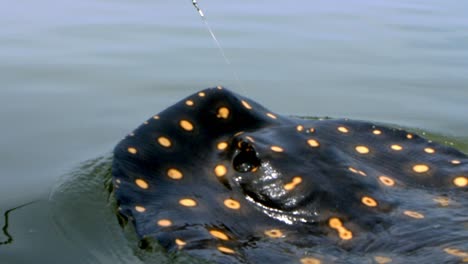 Black-with-yellow-spots,-a-large-Stingray-fish-being-caught-on-end-of-fishing-hook
