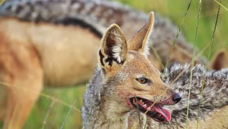 Slow-Motion-Shot-of-Close-shot-of-Jackal-face-with-blood-around-mouth-after-feeding-on-dead-antelope,-African-Wildlife-in-Maasai-Mara-North-Conservancy,-Nature-in-Masai-Mara-National-Reserve