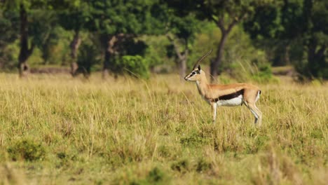 Thomsons-Gazelle-Alert-and-Watching-Predator-in-Savanna-on-African-Wildlife-Safari-in-Maasai-Mara-in-Savannah-Landscape-in-Hot-Weather-on-Sunny-Day-in-Kenya-in-Masai-Mara-in-Africa