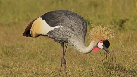 Grey-Crowned-Cranes-feeding-and-grazing-in-the-tall-grass-of-the-savanna-savannah-in-beautiful-light-showing-colourful-feathers,-African-Wildlife-in-Maasai-Mara-National-Reserve,-Kenya