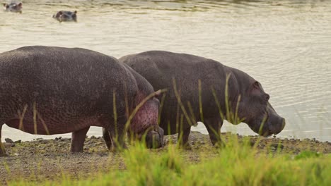 Hippo,-Hippopotamus-relaxing-by-the-bank-of-the-Mara-River,-African-Wildlife-in-Maasai-Mara-National-Reserve,-Kenya,-Africa-Safari-Animals-in-Masai-Mara-North-Conservancy
