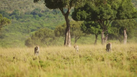 Cheetah-Family-Walking-in-Long-Savanna-Grass-in-Masai-Mara,-Kenya,-Africa,-African-Wildlife-Safari-Animals-in-Maasai-Mara,-Amazing-Beautiful-Animal-in-Savannah-Grasses-Landscape-Scenery-Scene