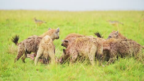 Toma-En-Cámara-Lenta-De-Hienas-Cacareando-Alimentándose-De-Una-Presa-Rescatada,-Comiendo-Restos-De-Animales-En-La-Reserva-Nacional-Masai-Mara,-Kenia,-áfrica-Safari-Masai-Mara-Conservación-Del-Norte