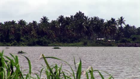 Water-plants-flowing-on-a-river-in-Nigeria