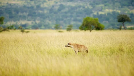Slow-Motion-Shot-of-Hyena-in-African-Savanna-tall-grass-empty-grasslands-in-Maasai-Mara-National-Reserve,-Kenyan-wildlife,-Africa-Safari-Animals-in-Masai-Mara-North-Conservancy