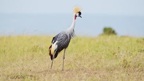 Grey-Crowned-Cranes-grazing-in-tall-grasslands-African-Wildlife-birds-in-Maasai-Mara-National-Reserve,-Kenya,-Africa-Safari-Animals-in-Masai-Mara-North-Conservancy