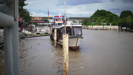 Chao-Phraya-giant-catfish-swarming-around-a-Thai-Ferry-Boat-in-murky-brown-brackish-water