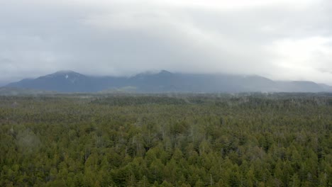Deciduous-Forest-With-Misty-Mountains-At-Background-Near-Tofino-Coastline-In-Vancouver-Island,-BC-Canada