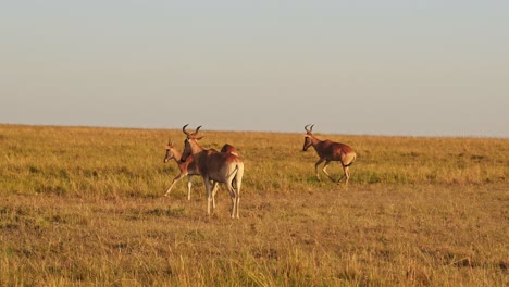 Slow-Motion-of-Hartebeest-in-Africa,-Driving-Through-Masai-Mara-on-African-Wildlife-Safari-Game-Drive,-Maasai-Mara-Animals-in-Savanna-Plains,-Steadicam-Gimbal-Shot-in-Masai-Mara-in-Kenya