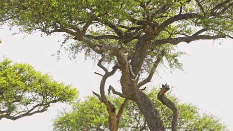 Leopard,-Beautiful-Masai-Mara-Wildlife-Animals,-Lying-on-a-Branch-Up-Resting-Up-an-Acacia-Tree-on-Maasai-Mara-Africa-Safari-in-Maasai-Mara-National-Reserve,-Kenya