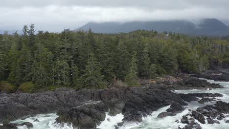 Seabirds-Flying-To-The-Dense-Forest-With-Waves-Crashing-On-The-Rocky-Coastline-Of-Tofino-In-British-Columbia,-Canada