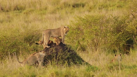 Slow-Motion-Shot-of-Mother-and-cubs-search-across-the-African-plains-for-food,-family-Wildlife-in-Maasai-Mara-National-Reserve,-Kenya,-Africa-Safari-Animals-in-Masai-Mara-North-Conservancy