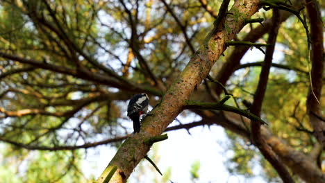Woodpecker-Pecking-At-The-Trunk-Of-The-Tree-In-The-Forest---low-angle