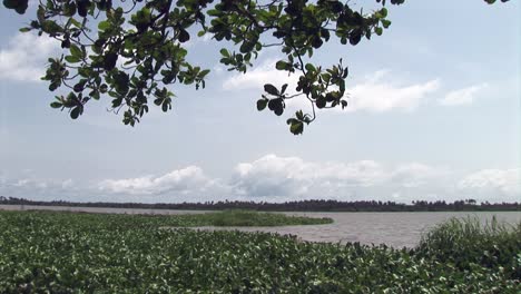 Mangroves-on-a-river-in-Nigeria