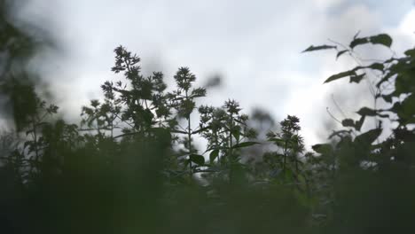 Nahaufnahme-Von-Pflanzen-Mit-Himmel-Im-Hintergrund
