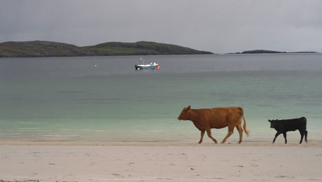 Cow-Walks-Across-Beach-on-Isle-of-Barra-Scotland-4K