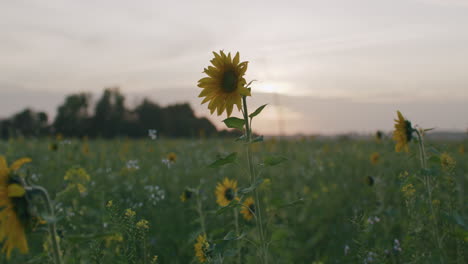 Medium-wide-shot-of-a-sunflower-field,-one-sunflower-in-the-center-of-the-frame