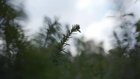 Close-up-of-fern-moving-in-the-wind-with-foggy-background