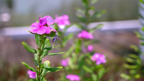 Pink-Periwinkle-swaying-in-the-wind