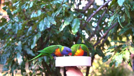 Flock-of-rainbow-lorikeets,-trichoglossus-moluccanus-gathered-around-bowl-of-sweet-nectars,-fighting-for-food-and-chasing-scaly-breasted-lorikeet,-trichoglossus-chlorolepidotus-away,-bird-feeding