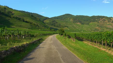 Gorgeous-Lush-Green-Vineyards-in-the-Wachau-region-of-Austria-During-Golden-Hour