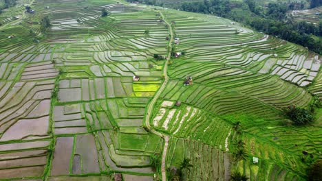 Aerial-4K-Drone-Footage:-Bike-driving-through-Green-Jatiluwih-Rice-Terraces-UNESCO,-Ubud,-Bali