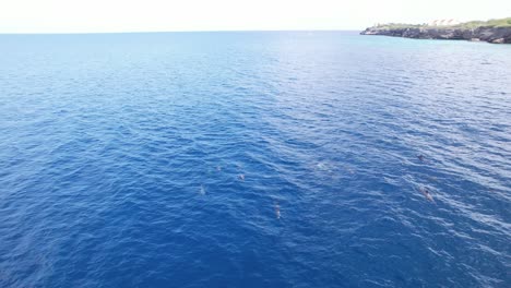 Drohnenaufnahme-Von-Delfinen,-Die-An-Der-Playa-Kalki-In-Curaçao-Schwimmen