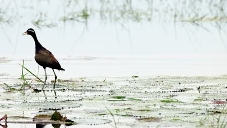 Jumping-around-while-standing-on-wide-lily-leaves-then-faces-to-the-left,-Bronze-winged-jacana-Metopidius-indicus,-Thailand