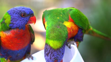 Wild-Rainbow-Lorikeets,-trichoglossus-moluccanus-gathered-around-bowl-of-sweet-nectars,-feeding-experience-with-Australian-native-wildlife-parrot-bird-species,-close-up-shot