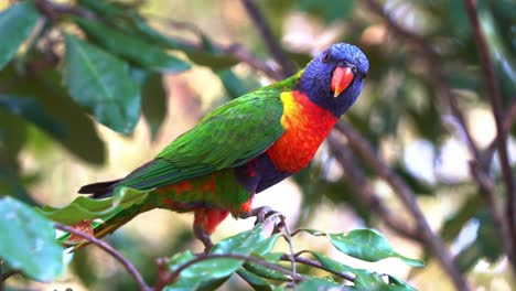 Profile-shot-of-a-beautiful-rainbow-lorikeets,-trichoglossus-moluccanus-with-vibrant-colourful-plumage-perching-on-the-tree-branch,-wondering-around-the-surrounding-environment-in-its-natural-habitat
