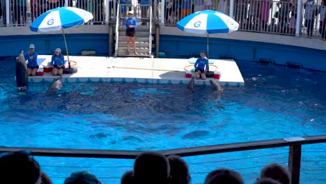 Dolphin-show-in-the-Gulfarium-Marine-Adventure-park-in-Okaloosa-Island,-Destin-Florida-USA-america