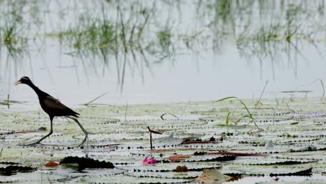 In-Der-Mitte-Des-Bildes-Steht-Man-Auf-Breiten-Lotusblütenblättern-Und-Geht-Dann-Nach-Links-Weg,-Bronzeflügeliger-Jacana-Metopidius-Indicus,-Thailand