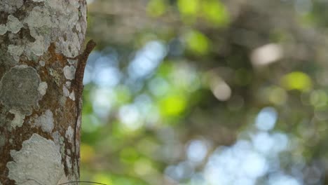 Flying-Lizard-seen-on-the-side-of-the-trunk-of-a-tree-well-camouflaged-as-it-looks-up,-Thailand