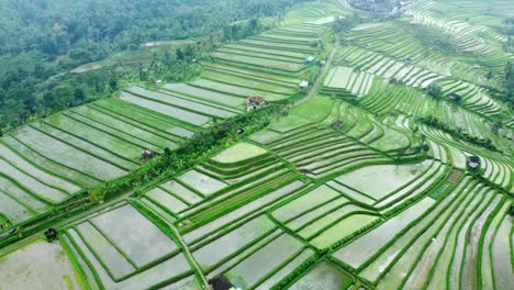Aerial-4K-Drone-Footage:-Green-Jatiluwih-Rice-Terraces-UNESCO,-Ubud,-Bali