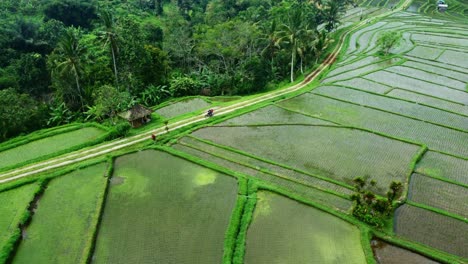 Imágenes-Aéreas-De-Drones-De-4k:-Bicicleta-Conduciendo-Por-Las-Verdes-Terrazas-De-Arroz-De-Jatiluwih-Unesco,-Ubud,-Bali