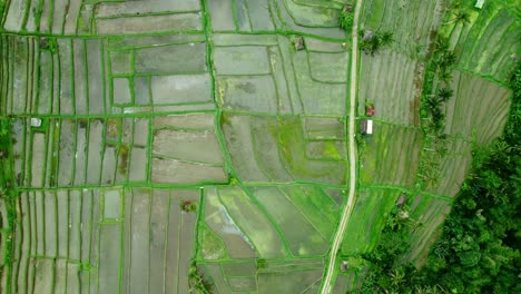 4K-Drohnenaufnahmen-Aus-Der-Luft:-Grüne-Jatiluwih-Reisterrassen-Der-Unesco,-Ubud,-Bali
