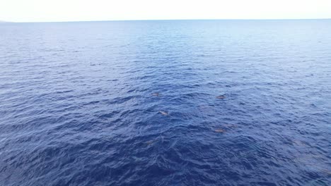 Drohnenaufnahme-Von-Delfinen,-Die-Am-Frühen-Morgen-An-Der-Playa-Kalki-In-Curaçao-Schwimmen