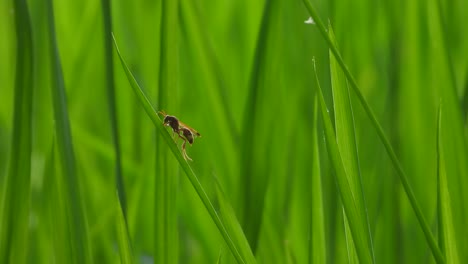 Wasps-in-green-rice-leaf-