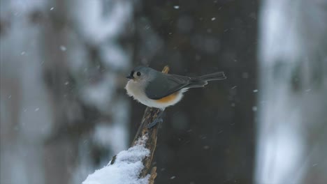 Atemberaubender-Vogel-In-Zeitlupe-Im-Schnee,-Fallende-Wintermeise,-Wildtiere,-4K-Natur