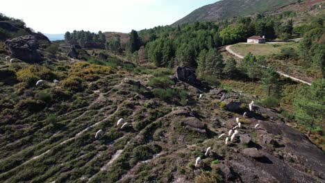Schafe-In-Den-Bergen,-Luftaufnahme