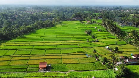 Aerial-4K-Drone-Footage:-Breathtaking-View-of-Rice-Fields,-Villas,-Tropical-Beauty-near-Campuhan-Ridge,-Ubud,-Bali