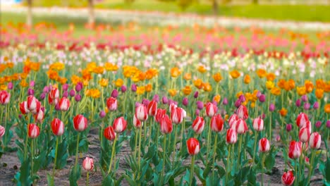 Frühlingsblumen-Slider-Aufnahme-Tulpenfestival-Holland-Niederlande-Kinofilm-Look-4k-Natur