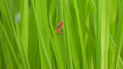 Red-Cockroach--in-rice-grass-.-leaf-