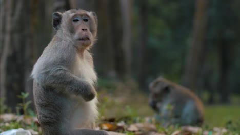 Monos-Salvajes-En-La-Selva:-Fauna-Macaco-De-Cola-Larga